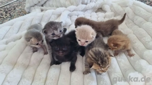 Britisch Kurzhaar Kitten in liebevolle Hände abzugeben   