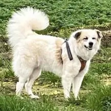 Lille F 52 cm - ein Sonnenschein [auf Pflegestelle in 41569 Rommerskirchen]