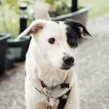 Leon S 46 cm   der Herzensbrecher [auf Pflegestelle in 70736 Fellbach]