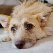 Kiki Z 43 cm   die liebe Grinsemaus [auf Pflegestelle in 64354 Reinheim]