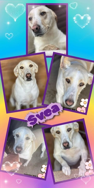 fröhliche, liebe, menschenbezogene- gute Laune pur- Hündin "Svea" sucht ein schönes Zuhause 