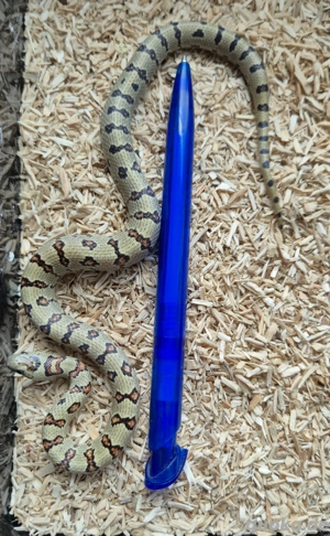 Lampropeltis Leonis  Königsnattern Nachzuchten 2024  