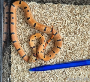 Lampropeltis Leonis  Königsnattern Nachzuchten 2024