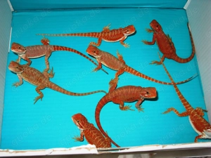 Farbintensive Bartagamen rot u. citrus-rot Mix, ca. 23-25 cm (Versand möglich)