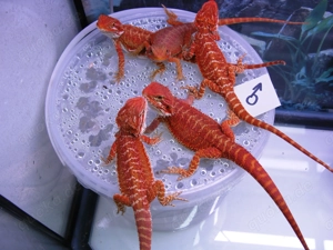 farbintensive Bartagamen,rot und citrus-rot-Mix ca. 25-28 cm (Versand möglich)