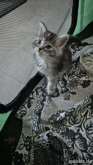  zuckersüße Maine coon Kitten 