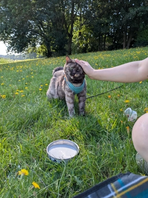 Suche junge mutige Zweitkatze