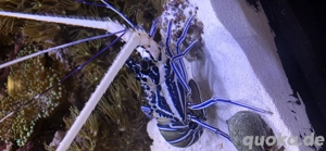 Blaue Schmucklanguste