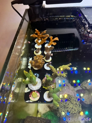 Korallen Ableger acropora sps Meerwasser Aquarium