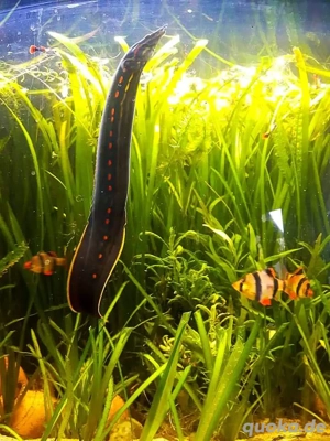 Feuerstachelaal  Bild 6 Feuerstachelaal  Bild 6