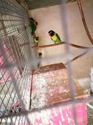 Schwarzköpfchen Agaporniden Bild 2