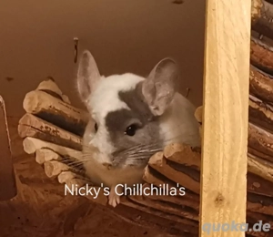 Weiß Violett 100%RPAt evtl. St Chinchilla Bock