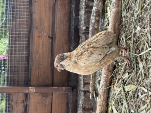 (Lege) Wachteln 1,0,2