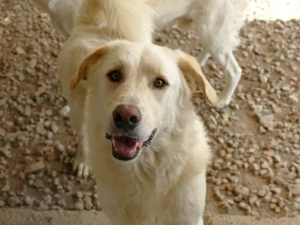 Pulce sucht sein Zuhause (noch auf Sardinien)