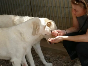 Pop sucht sein Zuhause (noch auf Sardinien) Bild 2