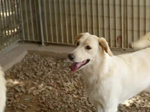 Pop sucht sein Zuhause (noch auf Sardinien) Bild 6