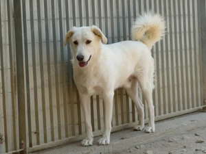 Pop sucht sein Zuhause (noch auf Sardinien) Bild 3