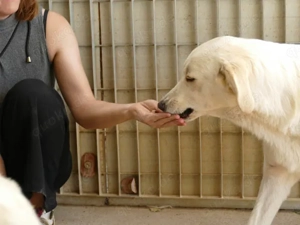 Pop sucht sein Zuhause (noch auf Sardinien) Bild 4