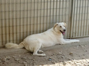 Pop sucht sein Zuhause (noch auf Sardinien) Bild 5