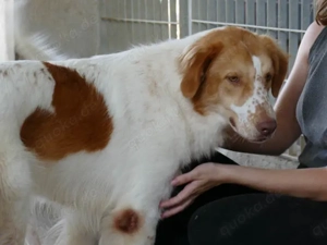 Fusco sucht sein Zuhause (noch auf Sardinien) Bild 3