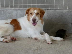 Fusco sucht sein Zuhause (noch auf Sardinien) Bild 6