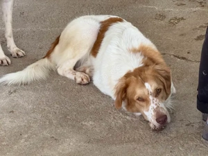 Fusco sucht sein Zuhause (noch auf Sardinien) Bild 5