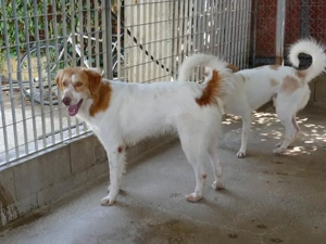 Fusco sucht sein Zuhause (noch auf Sardinien) Bild 4