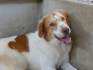 Fusco sucht sein Zuhause (noch auf Sardinien) Bild 2