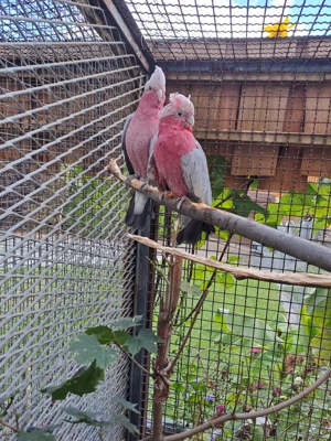 Zuchtpaar Rosakakadus