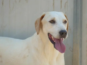 Fosco sucht sein Zuhause (noch auf Sardinien) Bild 2