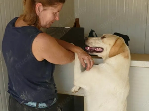 Fosco sucht sein Zuhause (noch auf Sardinien) Bild 5