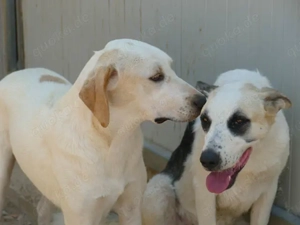 Fosco sucht sein Zuhause (noch auf Sardinien) Bild 3