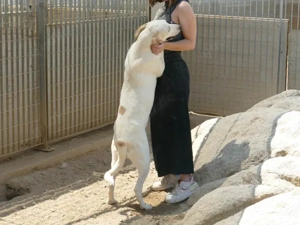 Fosco sucht sein Zuhause (noch auf Sardinien) Bild 6