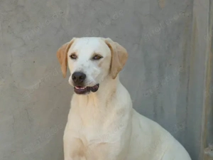 Fosco sucht sein Zuhause (noch auf Sardinien)