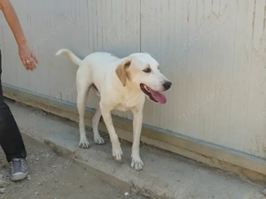 Fosco sucht sein Zuhause (noch auf Sardinien) Bild 4