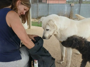 Atos sucht sein Zuhause (noch auf Sardinien)