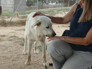 Atos sucht sein Zuhause (noch auf Sardinien) Bild 5