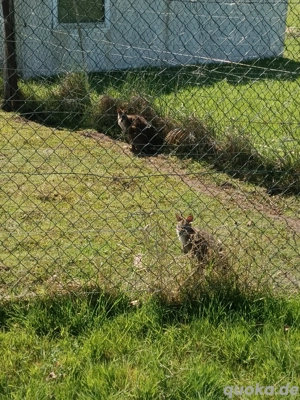 Parma Känguru Weibchen 