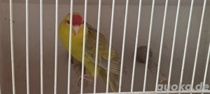 zuchtaufgabe Sittiche