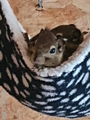 chinesische Baumstreifenhörnchen  Bild 3