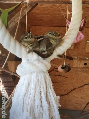 chinesische Baumstreifenhörnchen  Bild 4