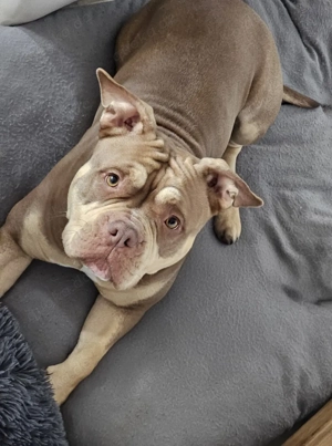 Bulldoggen-Mischlingsdame sucht ein neues Zuhause