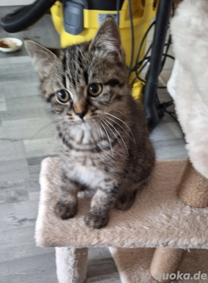 Mischlingskätzchen BKH BLH