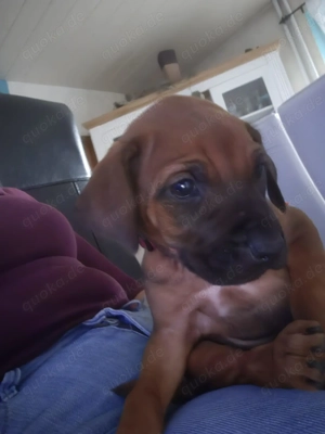 Rhodesian Ridgeback Welpen  Bild 3