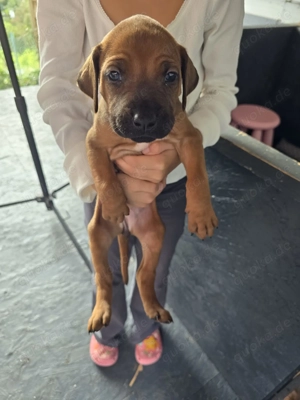 Rhodesian Ridgeback Welpen  Bild 2