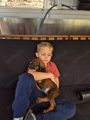 Rhodesian Ridgeback Welpen  Bild 5