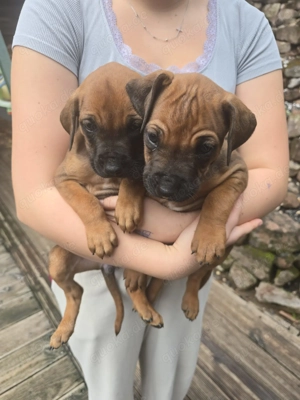 Rhodesian Ridgeback Welpen  Bild 4
