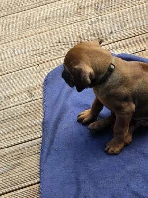 Rhodesian Ridgeback Welpen  Bild 9