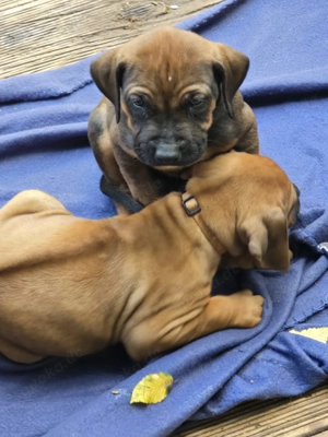 Rhodesian Ridgeback Welpen  Bild 8