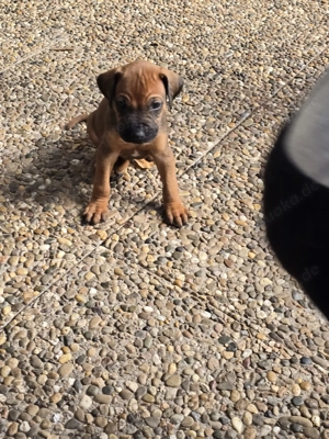 Rhodesian Ridgeback Welpen  Bild 10